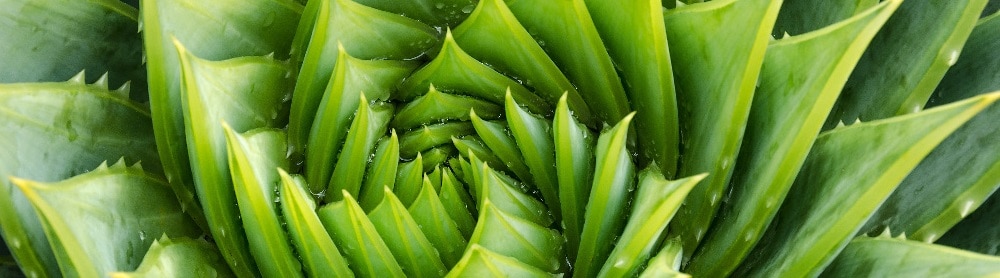 Aloe vera plant