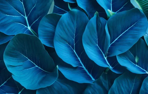 Up close view of blue leaves