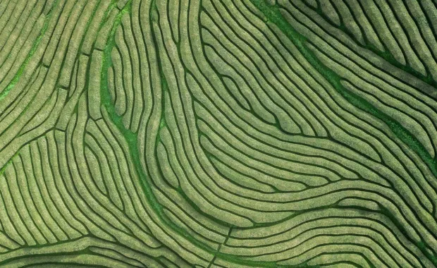 Aerial view of oldest tea plantation in Europe
