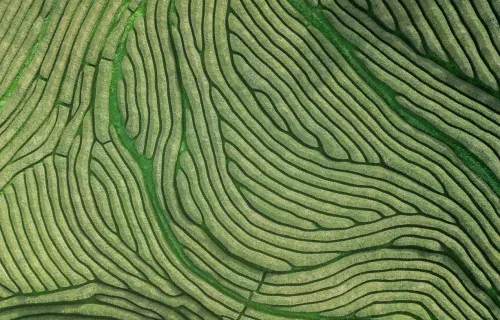 Aerial view of oldest tea plantation in Europe