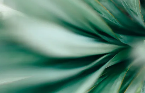 Macro photo of agave leaves